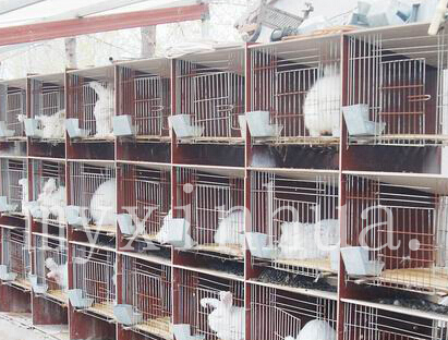 珍珠兔為什么比較受歡迎？